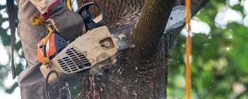 Best Commercial Tree Services  in Thousand Oaks, CA