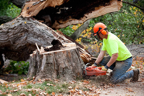 Best Lawn Disease Treatment  in Thousand Oaks, CA