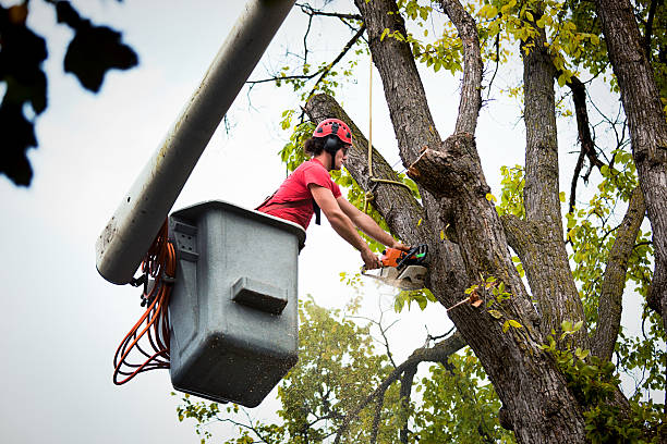 Best Tree and Shrub Care  in Thousand Oaks, CA