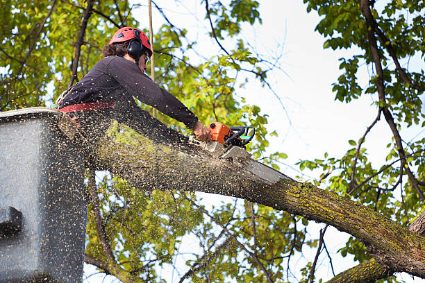 Best Tree Cabling and Bracing  in Thousand Oaks, CA