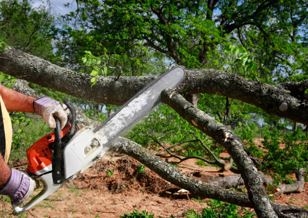 Best Root Management and Removal  in Thousand Oaks, CA